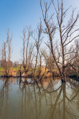 Reflected trees and branches