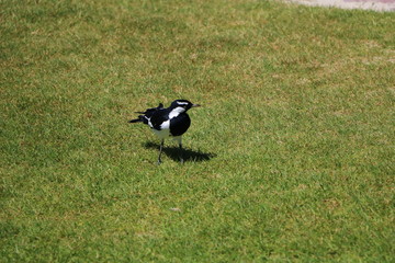 Magpie Lark Grallina cyanoleuca in Australia