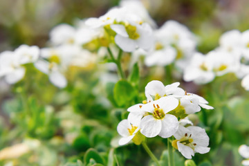 Blooming white arabis in rockery in the spring garden