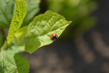 Ladybird (Coccinella septempunctata) © galileo100