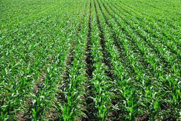 Close up agricultural corn field of countryside landscape in sunny day