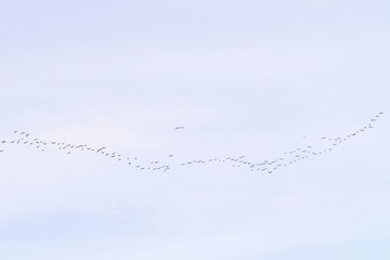 flock of migratory birds flying in a cloudy sky