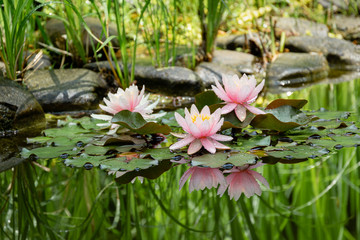 Magic of nature with three pink water lilies or lotus flowers Marliacea Rosea after rain. Nympheas...