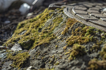 Green moss covered manhole cover in the park.