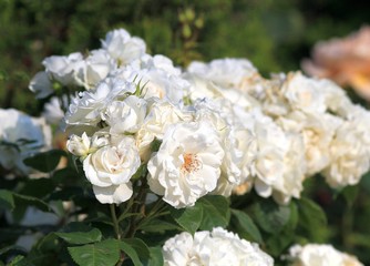 Obraz na płótnie Canvas White roses in the garden
