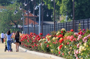 Blooming roses in the port of Varna. The walk is June 3, 2019