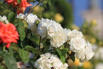 White roses in the garden