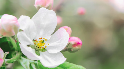 apple flower with buds in the spring garden - delicate beautiful spring natural background with copy space, place for text