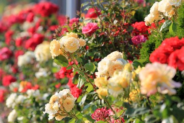 Red roses in the garden