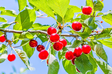 Red cherries on a branch with leaves, backlit