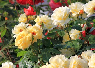 Cream roses in the garden