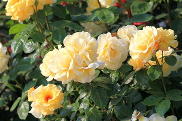 Cream roses in the garden