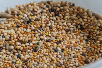 Seeds of millet