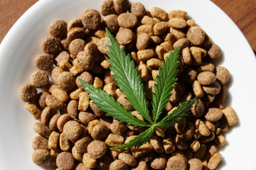 Treats for dogs and cats and green leaves of cannabis - CBD and medical marijuana for pets concept