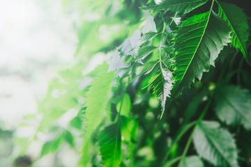 Fresh young green leaves of a shrub covered with water drops.