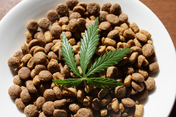 Treats for dogs and cats in white dishes with a green leaf of hemp close up - CBD and medical marijuana for pets. Recreational Marijuana and Hemp