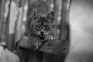 cat is scratching old wooden fence, sharpening nails, paws with nails exposed, cat's claws out,...