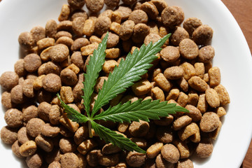 Treats for dogs and cats in white dishes with a green leaf of hemp close up - CBD and medical marijuana for pets. Recreational Marijuana and Hemp