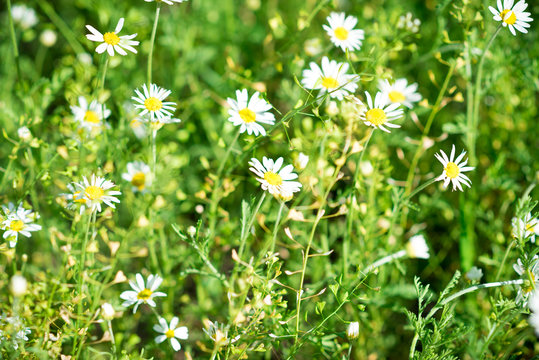 Daisies. Small daisies on a green meadow. Flowers. Selective focus