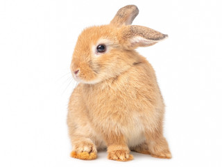 Obraz premium Orange-brown cute young rabbit isolated on white background. Lovely young rabbit sitting.