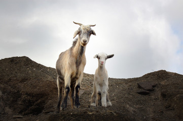 Cabra y cabrito