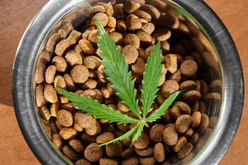 Food treat for dogs and cats in metal utensils with a green leaf of hemp close up - CBD and medical marijuana for pets