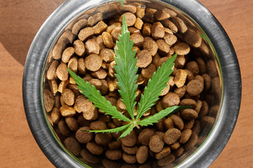 Food delicacy for dogs and cats in dishes with a green leaf of hemp close-up - CBD and medical marijuana for pets