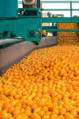 Technological process at the orange cannery. Mass of ripe citrus fruits oranges