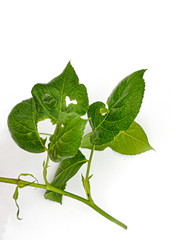 Blatt mit Herz loch / Pflanze in grün / Blätterwald