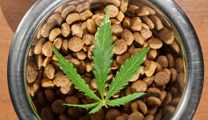 Food delicacy for dogs and cats in dishes with a green leaf of hemp close-up - CBD and medical marijuana for pets