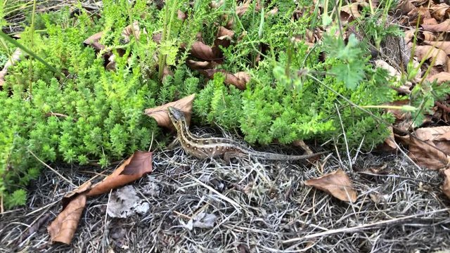 Eine Zauneidechse im Wald