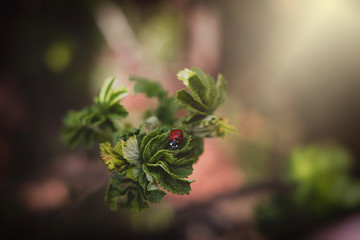 a spring shrub with green leaves and a red ladybug in the warmth of the afternoon sun