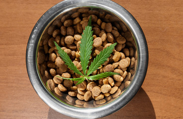 Food delicacy for dogs and cats in dishes with a green leaf of hemp close-up - CBD and medical marijuana for pets