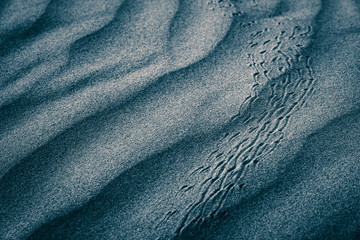 Tracks in the sand