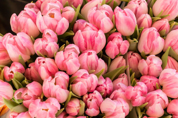 Bouquet of beautiful light pink tulips close up