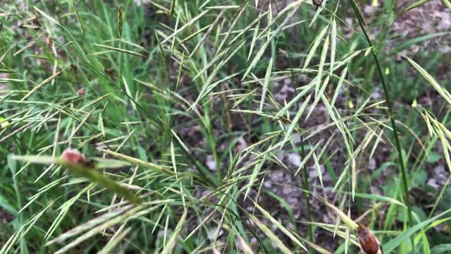 Junik&auml;fer (Rhizotrogus marginipes) 