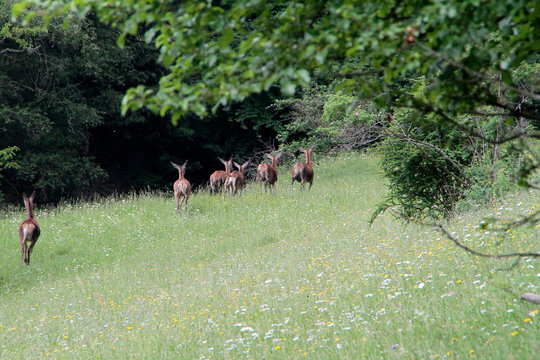 Female deer, deer, cervidae, mountain meadow, thuringia, germany, europe