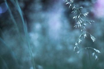very beautiful nature background, panicle of spikelets, blue colors
