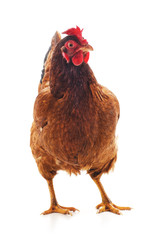 Young brown chicken.