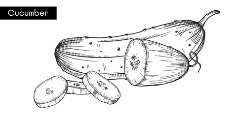 Set of different cucumbers isolated on white background. Vector