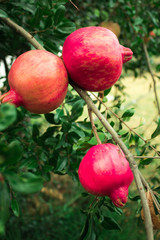 Red pomegranate, an excellent antioxidant and nutritious par excellence