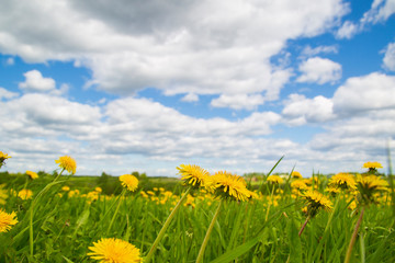 A field of dandelions and a blue sky with clouds.