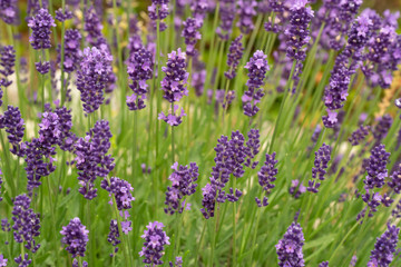 Lavender flowers in full bloom