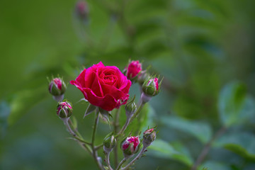Kwiat i pączki róży