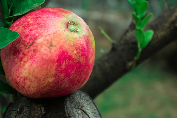 Red pomegranate, an excellent antioxidant and nutritious par excellence