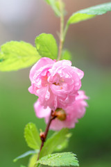 Fototapeta na wymiar Pink flower sakura bloom in spring season, closeup