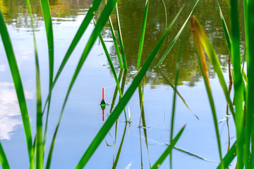 Obraz premium fishing float in the reeds