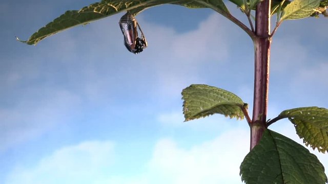 Monarch Butterfly Emerges From Chrysalis And Flies Away