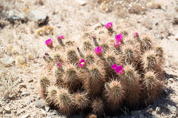 cactus fleuri