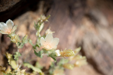fleur 